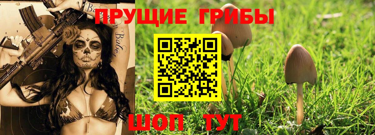 Галлюциногенные грибы Psilocybe Дальнегорск